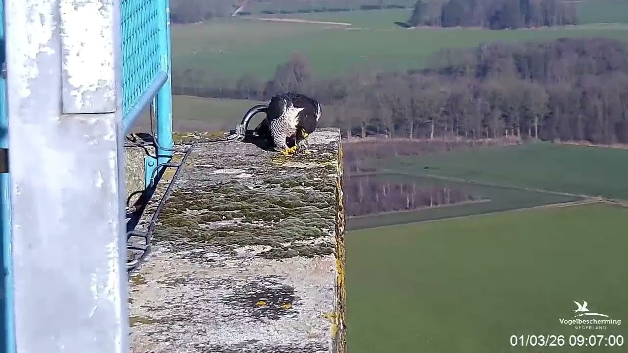 2026 03 01 09 00 4NL op wiphoek, prooitje en zoom