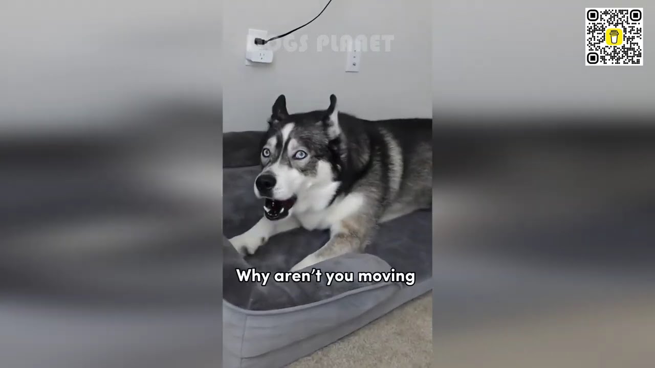 🐶🤯 Невероятные собачьи выходки, от которых вы будете смеяться до слез! 🤣🔥
