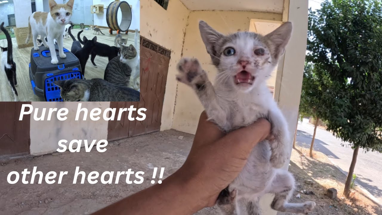 While we were feeding the stray cats, we found a crying kitten.