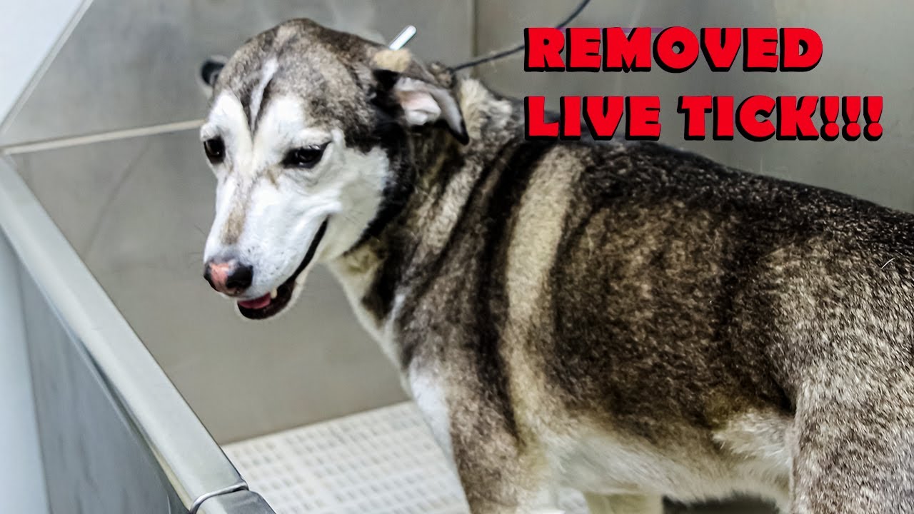 Found Live Tick On A Beautiful Husky Mix - Full Groom - Dog Grooming