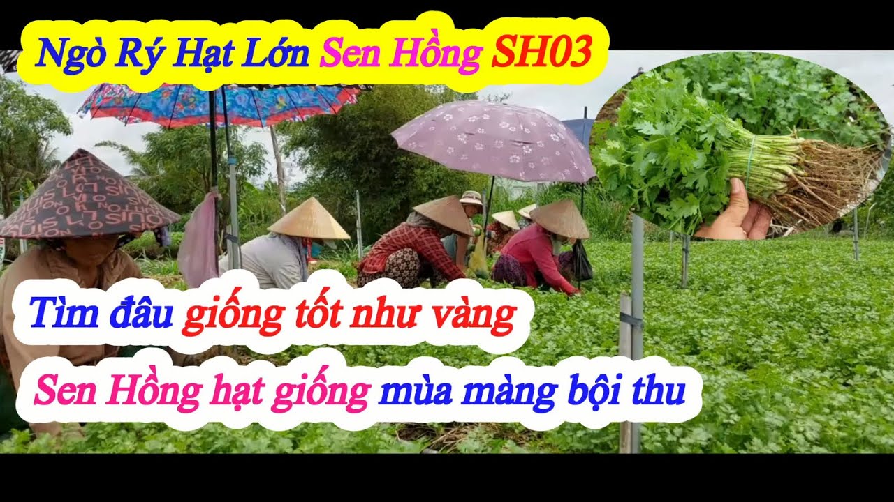 Ngò Rí Hạt Lớn Sen Hồng SH03, Tại Gò Công Đông - Tiền Giang, Tháng 4/2022