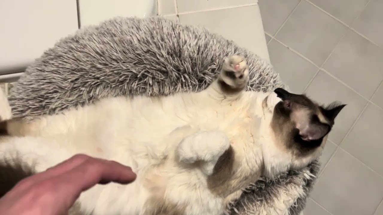 Waffle is hard at work 