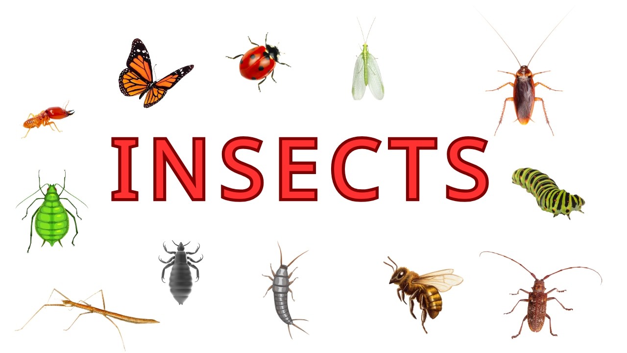 Insects | Insect Names | English words with Pictures |Learn Essential Vocabulary | learn english |