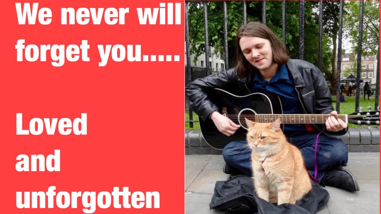 A street cat named Bob who touches millions people heart ❤️