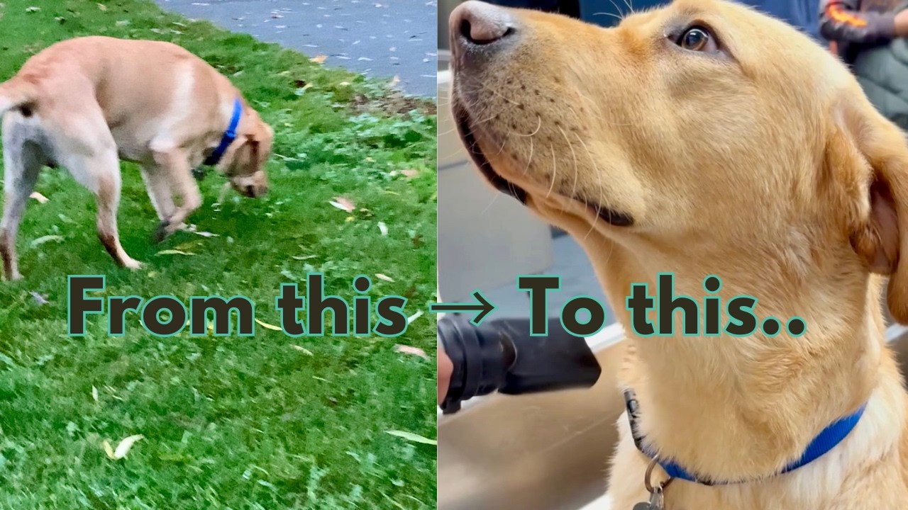 Labrador Park Day Gone Wrong | From Mud to Fluffy Again