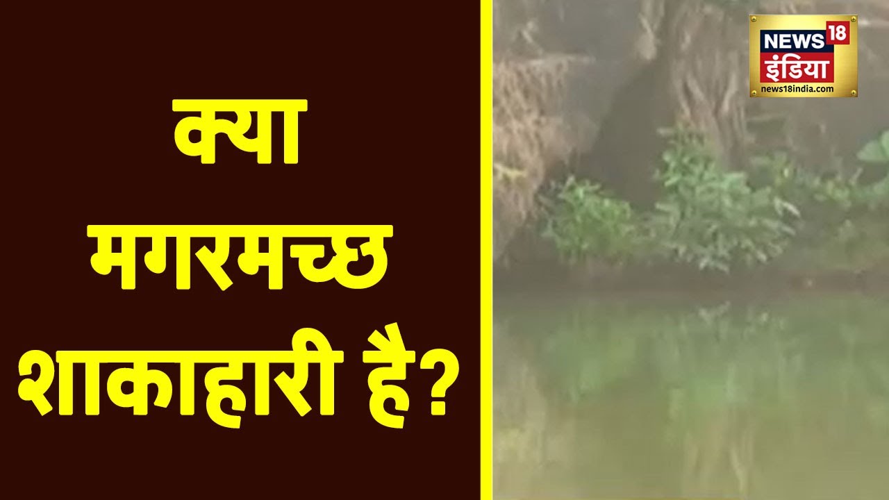 Kerala: एक ऐसा मगरमच्छ जो शाकाहारी है, जानिए इस खास मंदिर के अद्भुत और अनोखे राज़