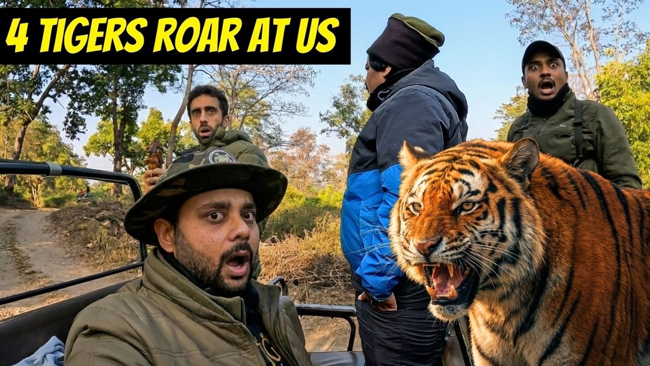 4 TIGERS ROAR AT US IN DHIKALA | UNIQUE TIGER SIGHTING | JIM CORBETT BEST ZONE