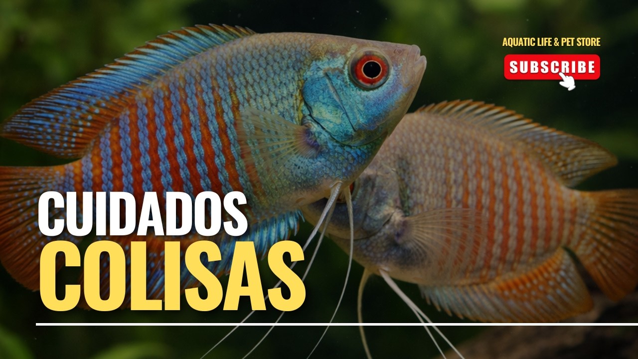 COLISAS, CUIDADOS, ALIMENTACION Y PARAMETROS 🐟🤯
