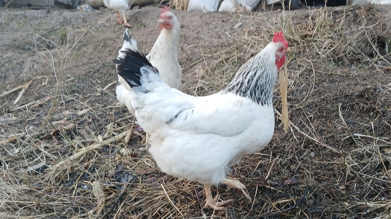 мурғҳои якумсорти навъҳои рябушка тухмаш фуруши  тел90 400 3802 ватсап хаст 