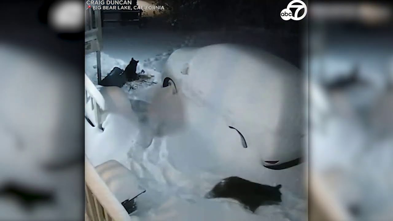 Bears enjoy fresh snow in Big Bear, California