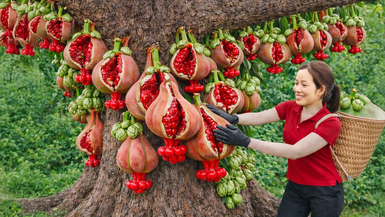 Harvesting Rare Red Buddha’s Hand–Pomegranate Hybrids | Curious Crowds & Sold Out Fast at the Market