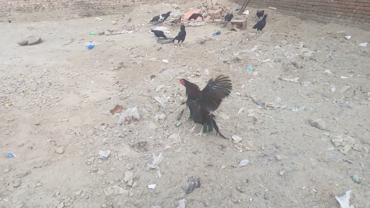 New pet house #aseelmurga #viral #video 