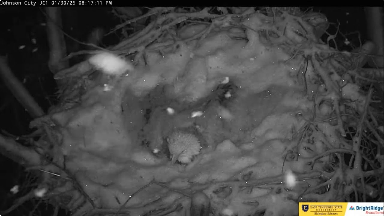 Jolene and Boone, snowstorm ETSU Eagle Cameras Johnson City Cam 1 / Cam 3: ETSU Eagle Camera