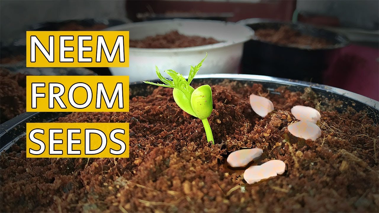 How to Grow Neem Tree From Seeds. Azadirachta indica.