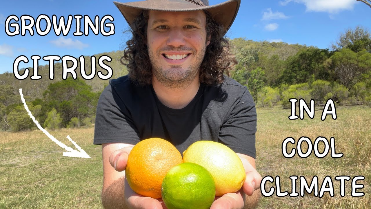 Can Citrus Survive Frost? These Varieties Can