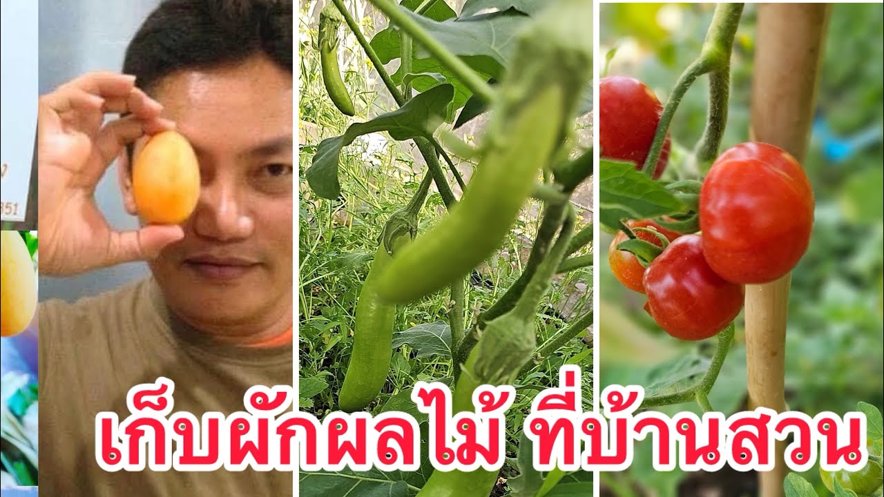 เก็บผัก ผลไม้ ที่บ้านสวน   #เพลง