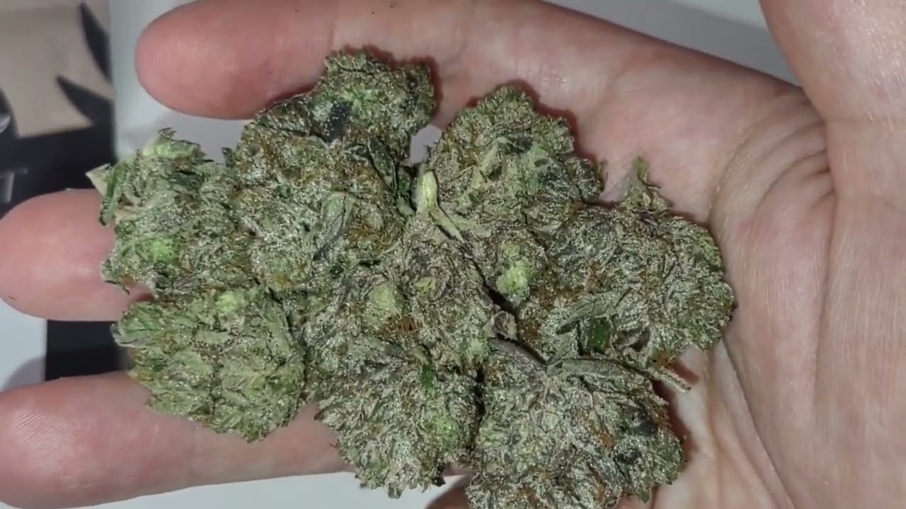 ELEPHANTGARDEN unboxing #1 - we have located more premium gas gas gas gas.