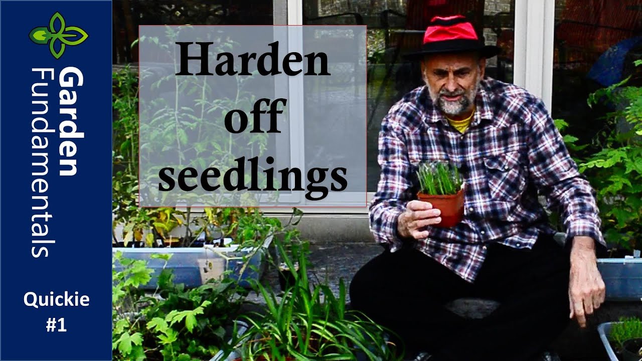 Hardening Off Seedlings ⏳⌚️⌛️ Garden Quickie #1