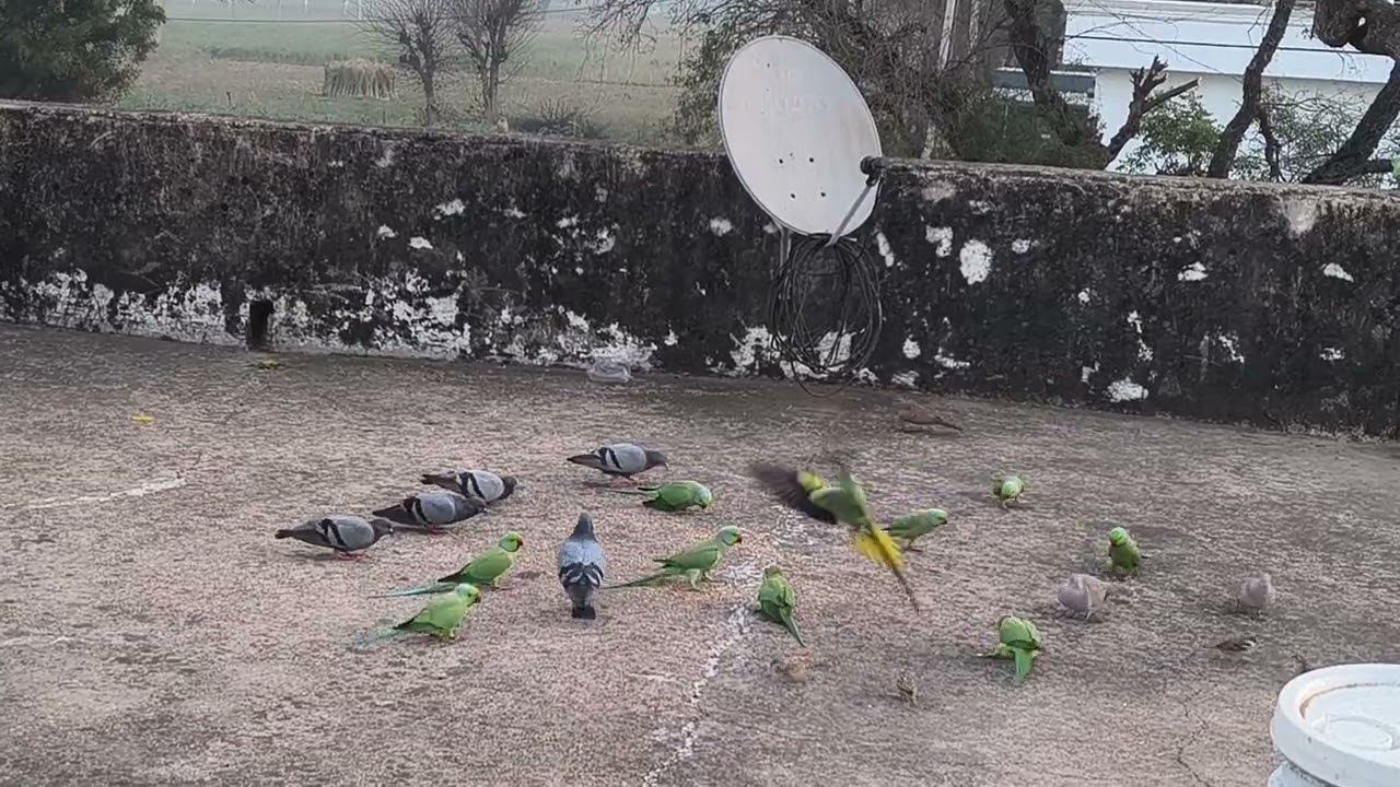 🦜🌿जय श्री राम #पक्षी#parrotsvideo#parrots#parrotssound#naturelover🦜🌿