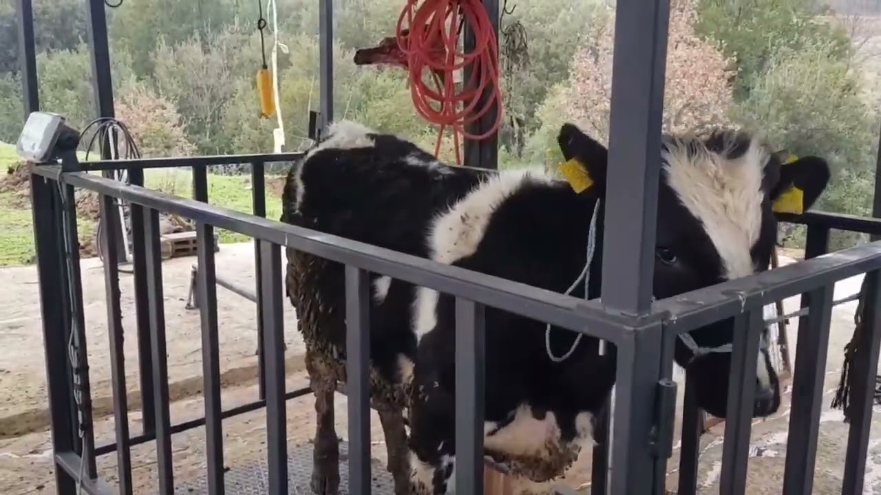 holstain dan besi yapılır mı ? Karli besicilik #dana #rasyon #holstein #besicilik