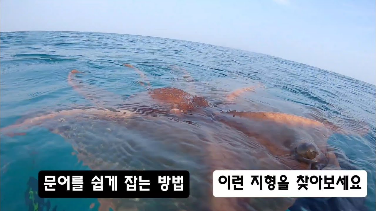 문어를 쉽게 잡는방법