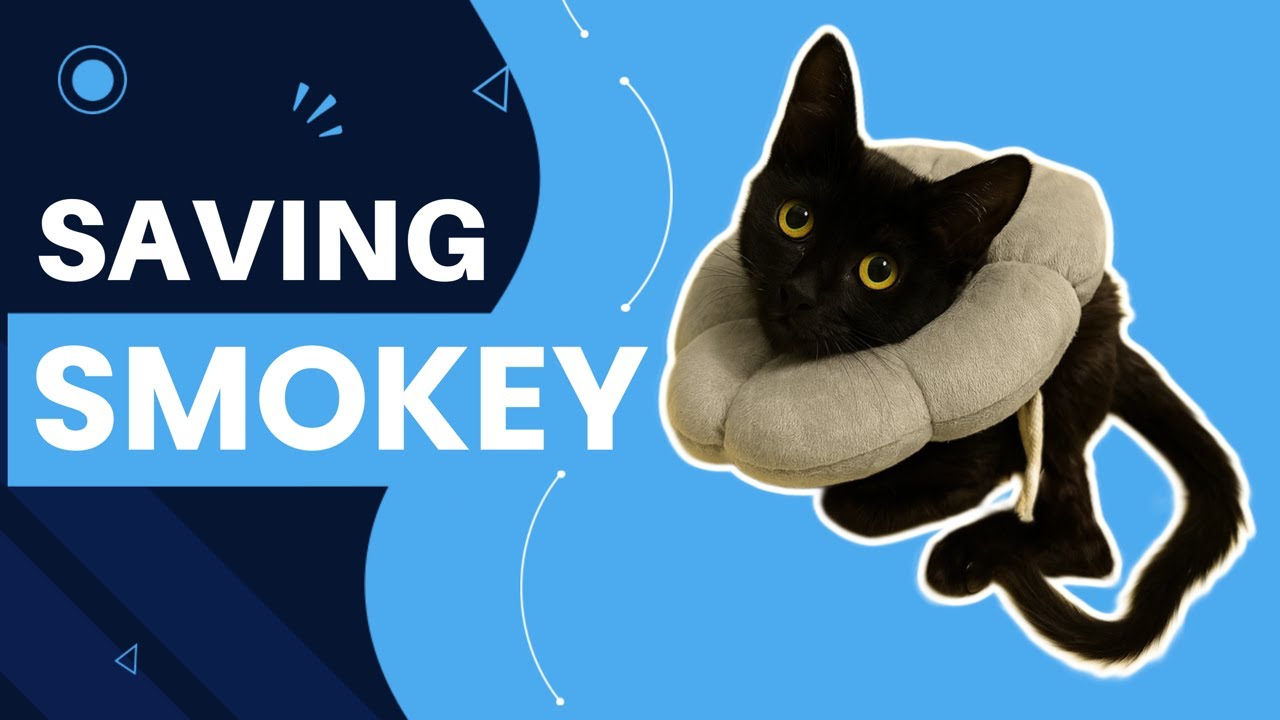 Rescuing a Dying Kitten from Shanghai streets - Smokey's Miracle Recovery