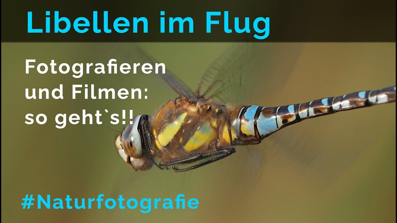 Libellen im Flug filmen oder fotografieren