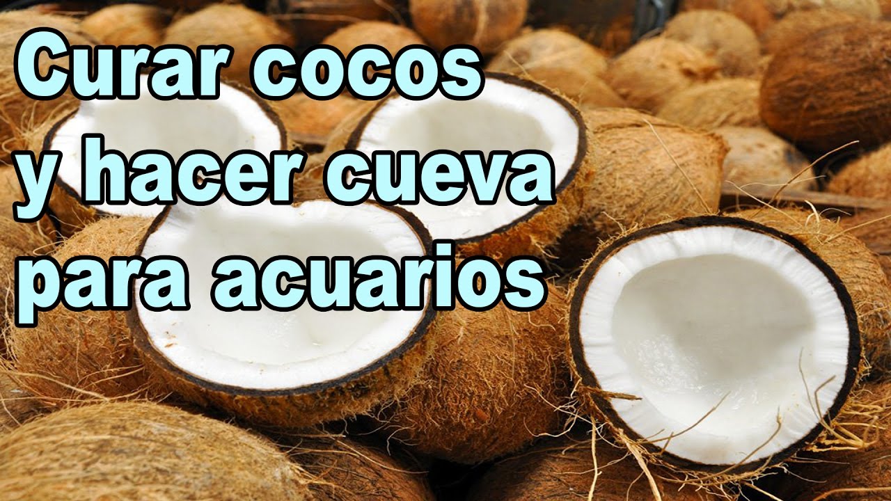 Curar Cocos y Hacer Cuevas con Cocos para Acuarios