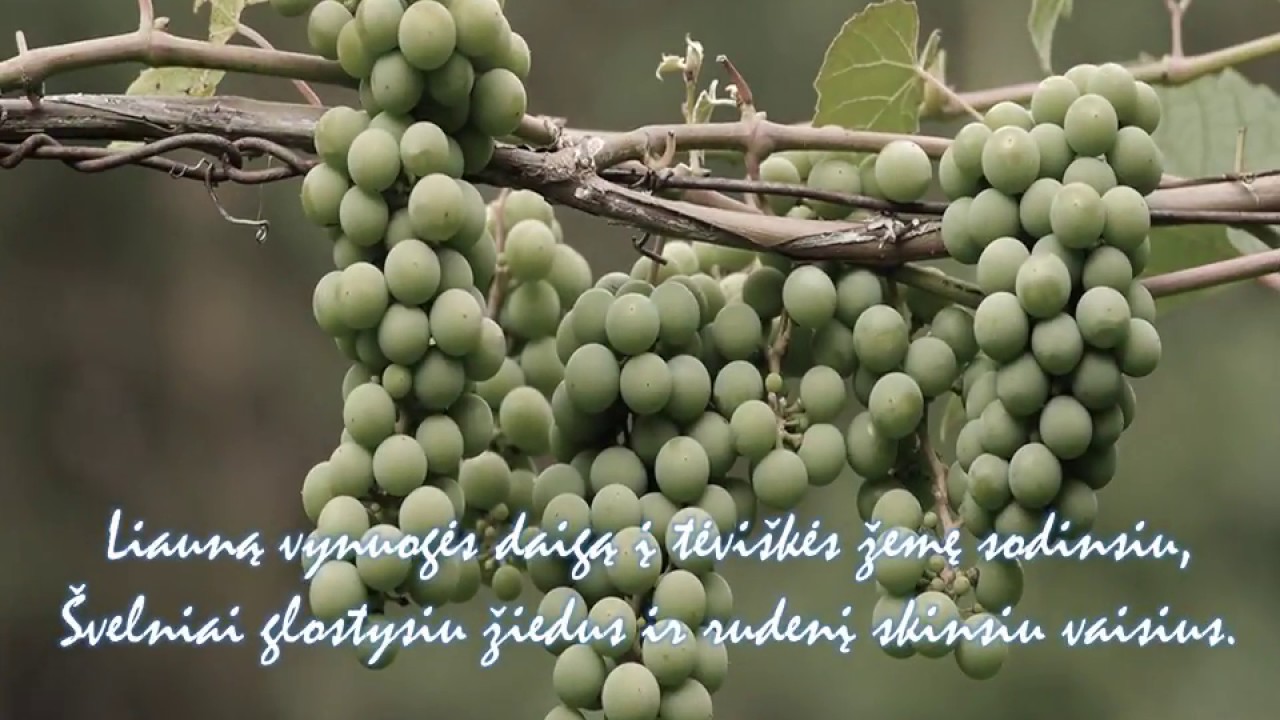 Aš gyvenu...