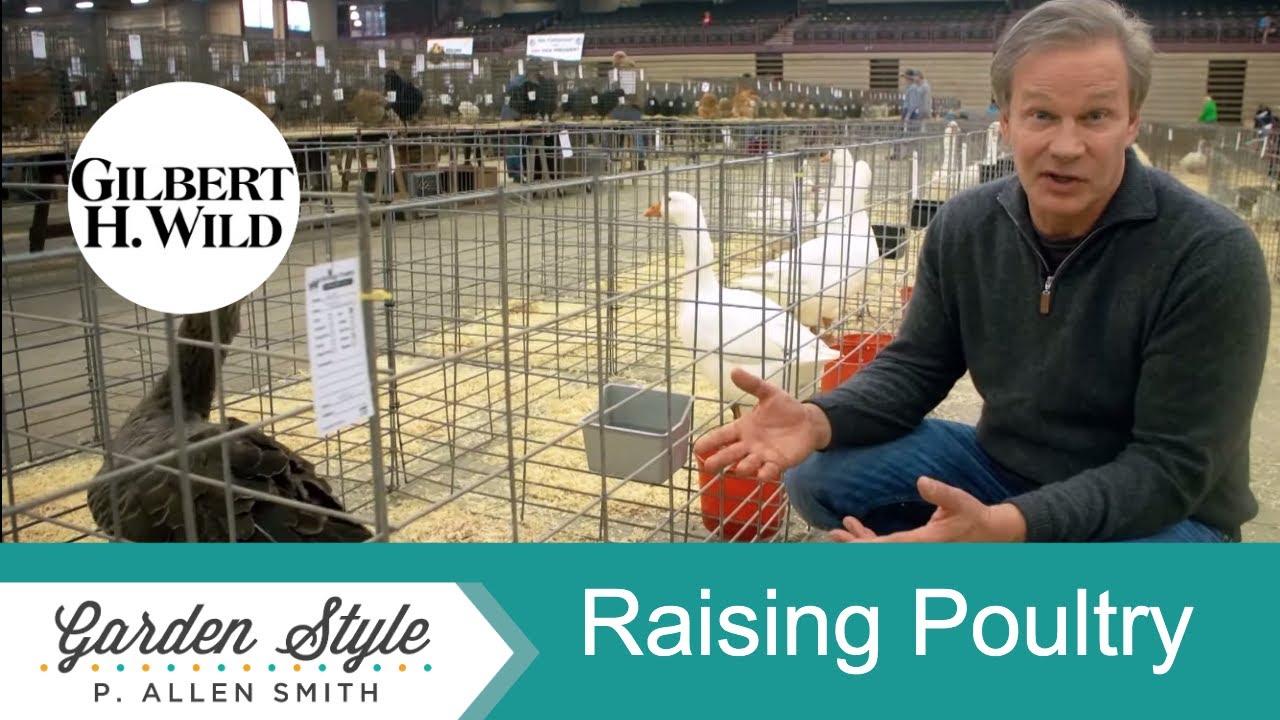 Poultry Raising & History | Garden Style (1711)