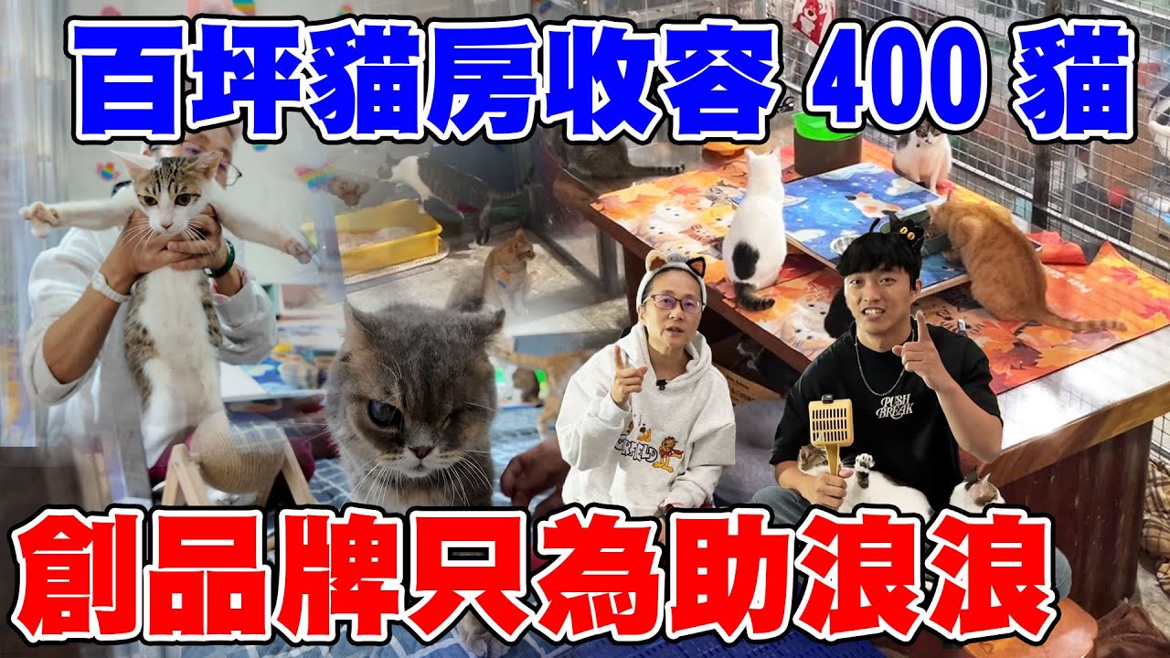 超巨大貓房內收容超過400隻貓！他創立品牌只為救助更多浪浪【無聲的毛孩英雄-ep7】