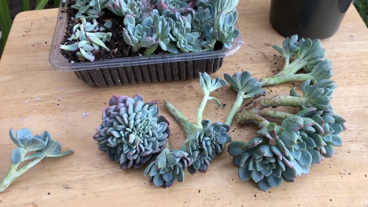 Crested Succulents. What are they and how do they happen.