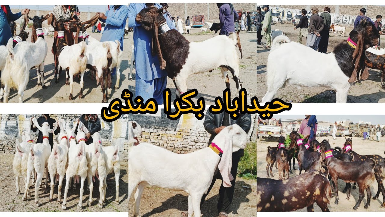Heydrabad bakra mandi New Latest Today Update Date 28 1 2026