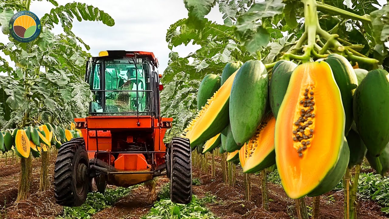How Brazil Farmers Harvest Thousands Of Tons Of Papaya - Papaya Harvesting | Farming Documentary