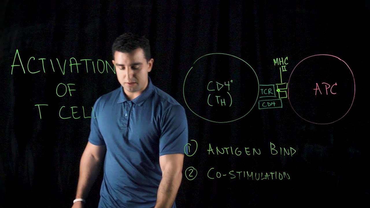 Activation of T Cells