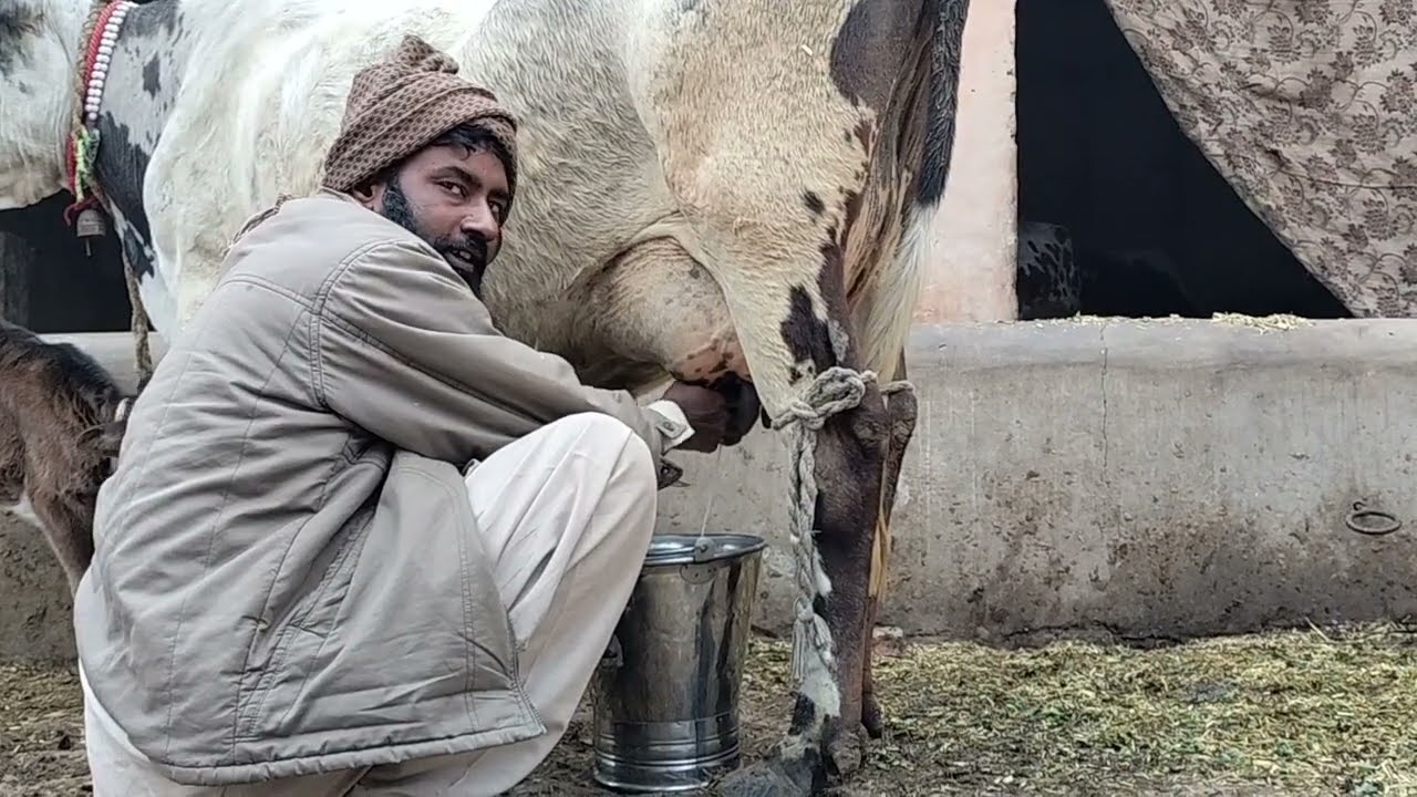 chalasthani Jersey friesian cross cow for sale on YouTube in Pakistan (03024029695)20 January 2024