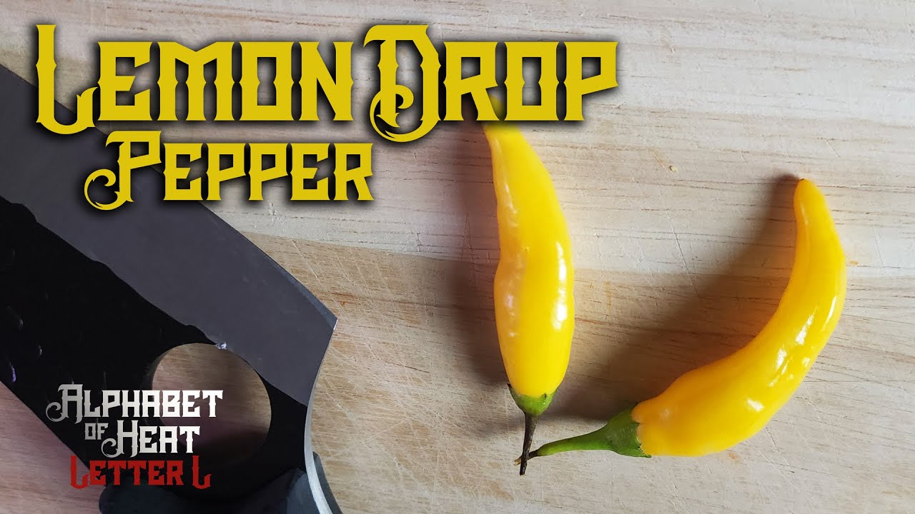 Delicious BRIGHT YELLOW Chili - Lemon Drop Pepper - The Alphabet of Heat, Letter L - One of the BEST