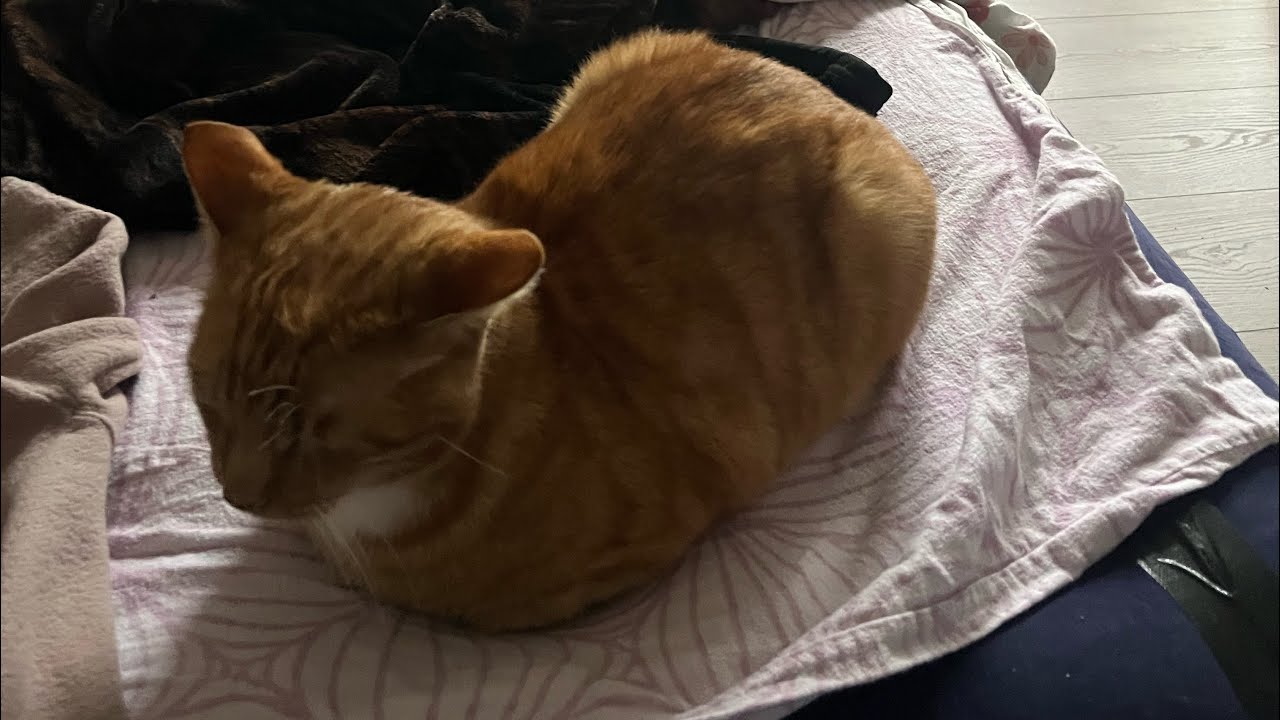 Пытаюсь поймать котика :)