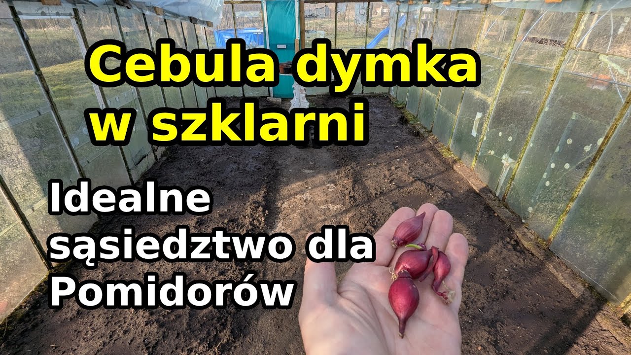 Cebula dymka w szklarni Sadzenie