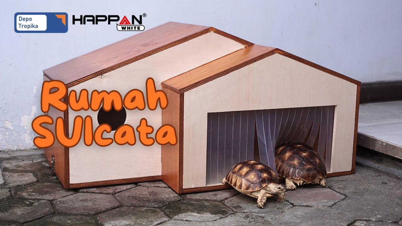 DIY rumah outdoor kura sulcata pakai HAPPAN White | Outdoor sulcata house #sulcata #tortoise #house