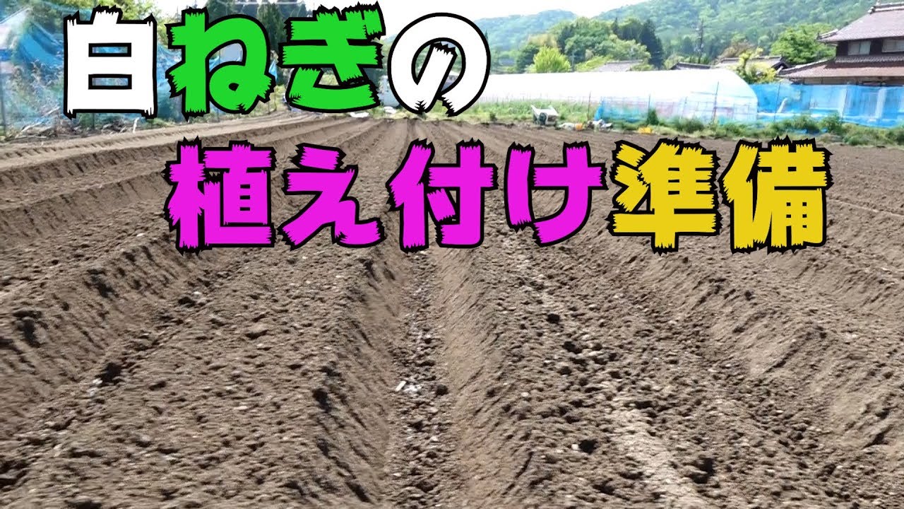 白ねぎ植え付け圃場準備19/5/11＃674