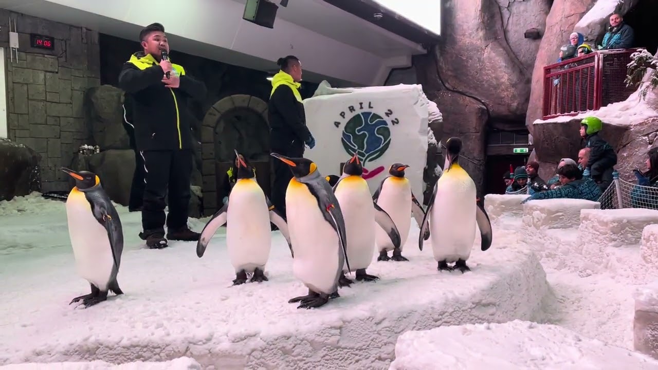 Ski Dubai | Snow Park Rides | Penguin Encounter