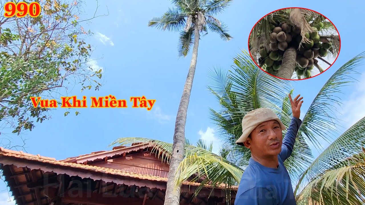 Cây Dừa nằm gần mái nhà mà Vua Khỉ Miền Tây vẫn cưa nguyên phần ngọn ? Cutting coconut trees