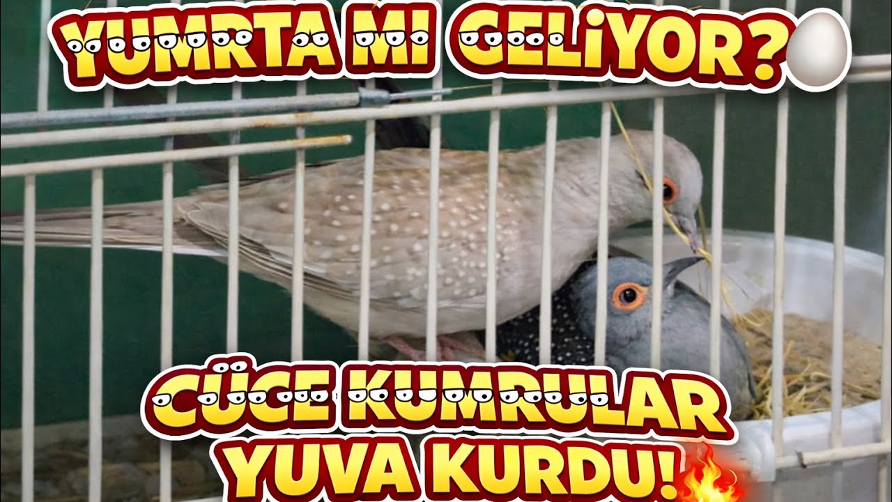 Cüce Kumrular Yuvayı Örmeye Başladı