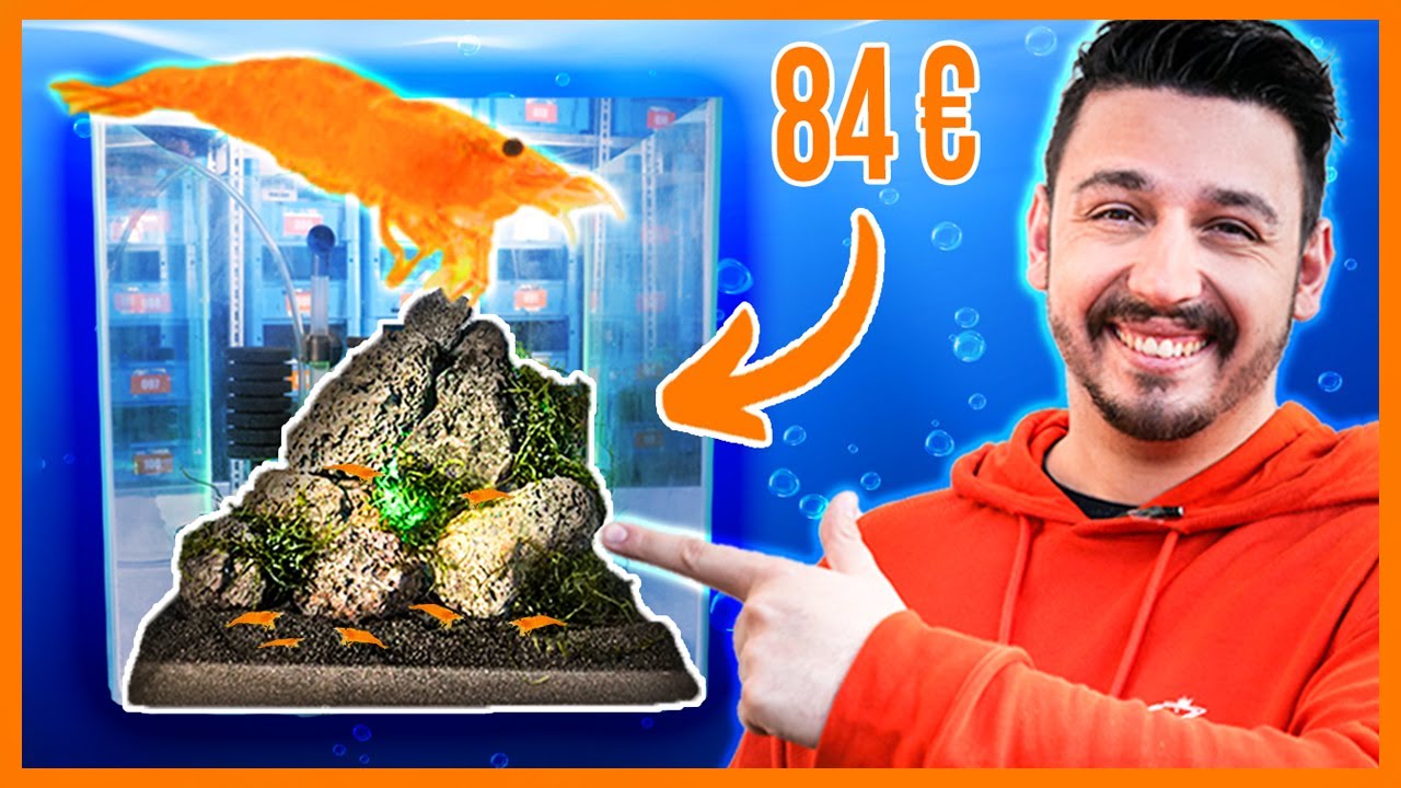 🥳GEWINNSPIEL!🥳 Super Garnelen Aquarium Einrichten für 84 € | RoyalShrimp