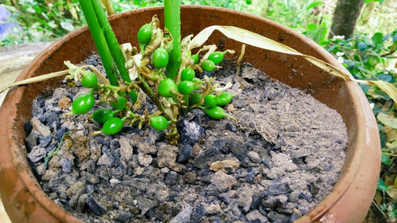 Cardamom plant  from green cardomom seed/cardamom in pot @farmtrikz