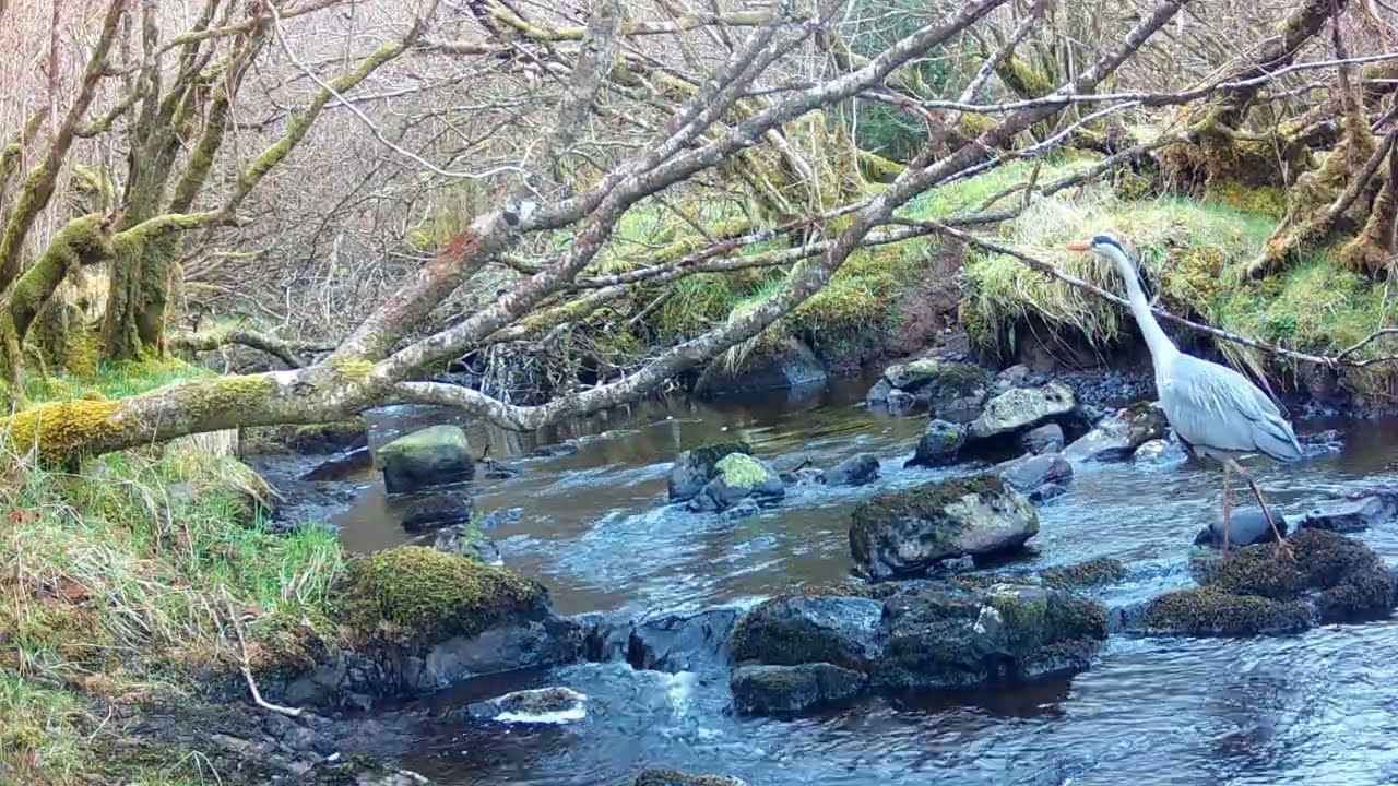 Grey Heron Hunting on the River | Trail Camera Wildlife – Isle of Skye, Scotland 🐦🏞️