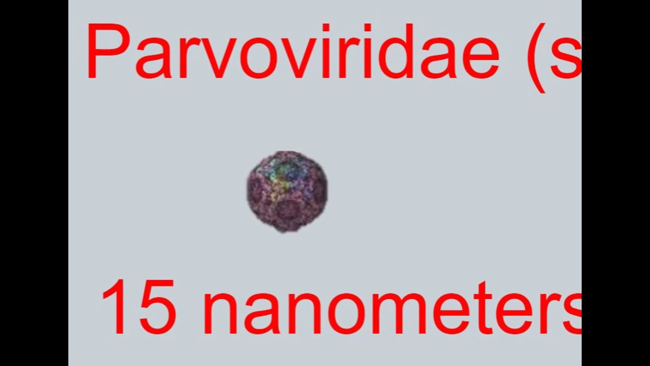 microscopic size comparison (bacteria viruses and cells)