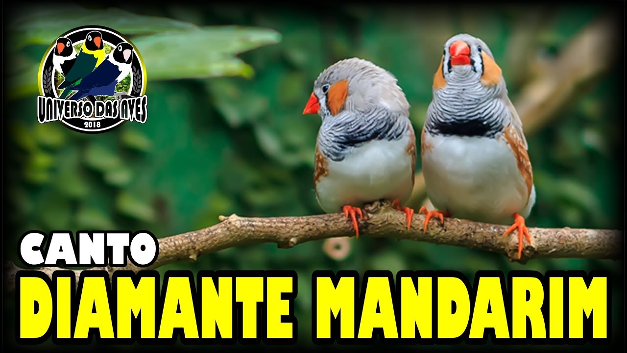 CANTO DO DIAMANTE MANDARIM PARA TREINAR SEU PÁSSARO