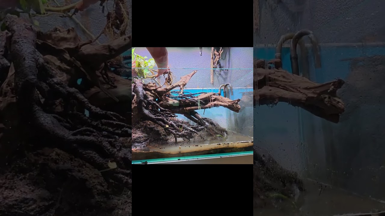 Biotop Aquarium Einrichtung POV Perspektive